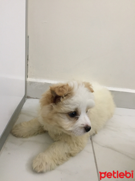 Maltese, Köpek  Maya fotoğrafı