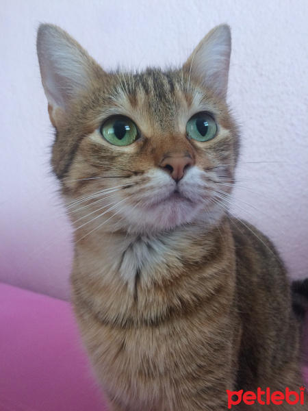 Tekir Kedi, Kedi  Fu fotoğrafı