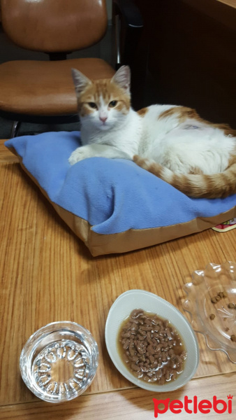 Tekir Kedi, Kedi  bal fotoğrafı
