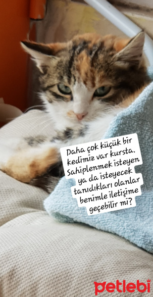 Tekir Kedi, Kedi  Hira fotoğrafı