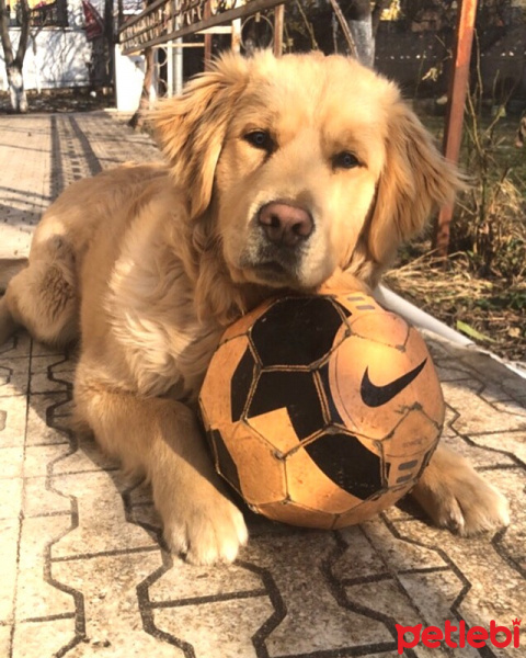 Golden Retriever, Köpek  Ayaz fotoğrafı