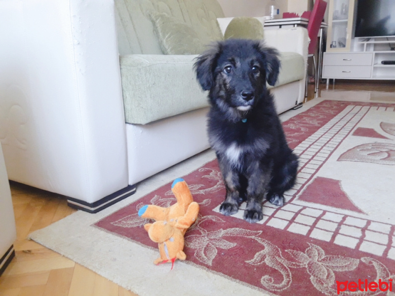 Sokö (Sokak Köpeği), Köpek  Waffle fotoğrafı