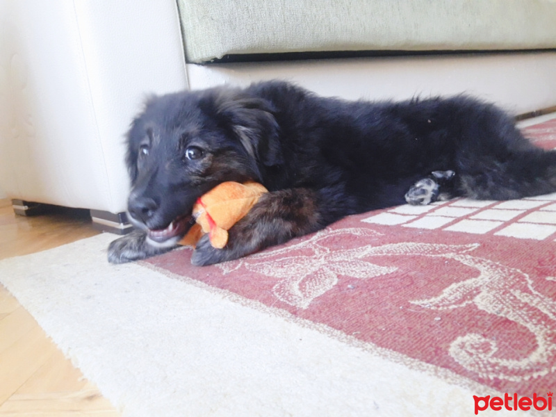 Sokö (Sokak Köpeği), Köpek  Waffle fotoğrafı