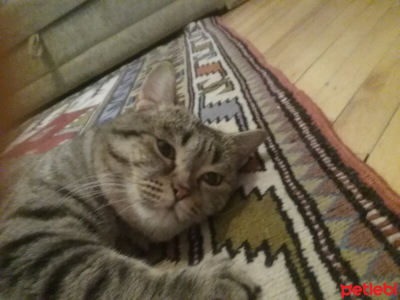 British Shorthair, Kedi  Chia fotoğrafı