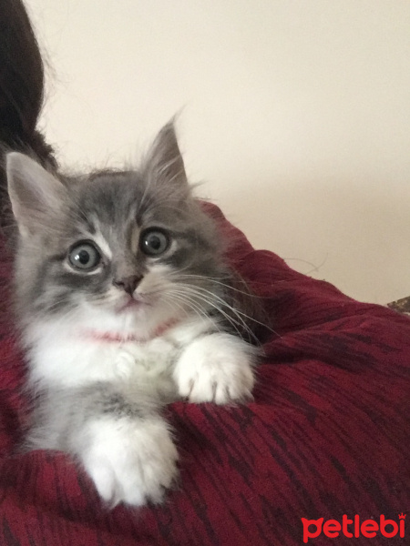 Tekir Kedi, Kedi  Mia fotoğrafı