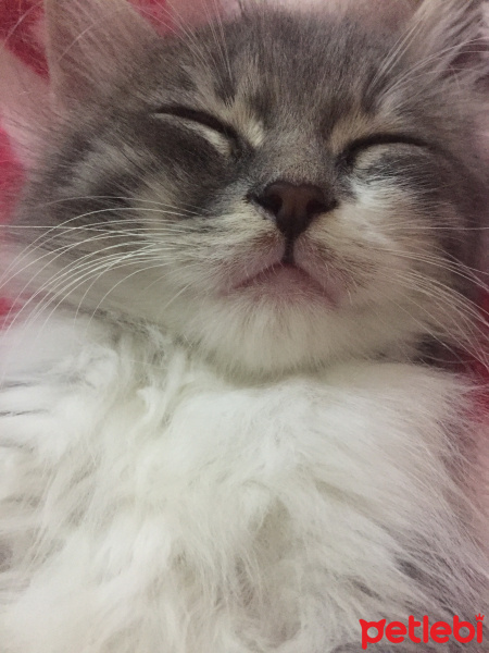 Tekir Kedi, Kedi  Mia fotoğrafı