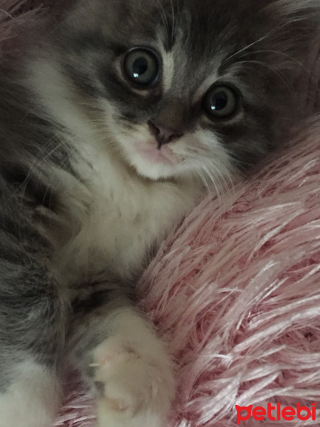 Tekir Kedi, Kedi  Mia fotoğrafı