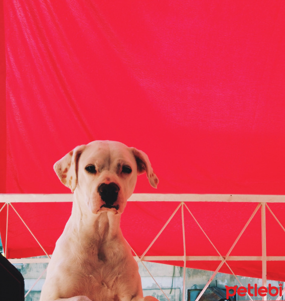 Dogo Arjantin, Köpek  Yuli fotoğrafı
