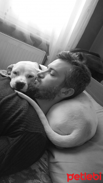 Dogo Arjantin, Köpek  Yuli fotoğrafı