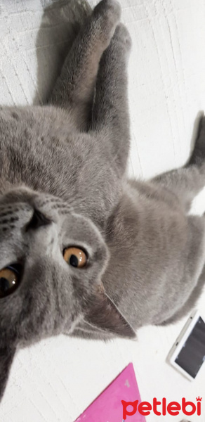 British Shorthair, Kedi  Luna fotoğrafı