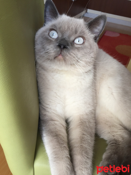 Birman, Kedi  Leo fotoğrafı