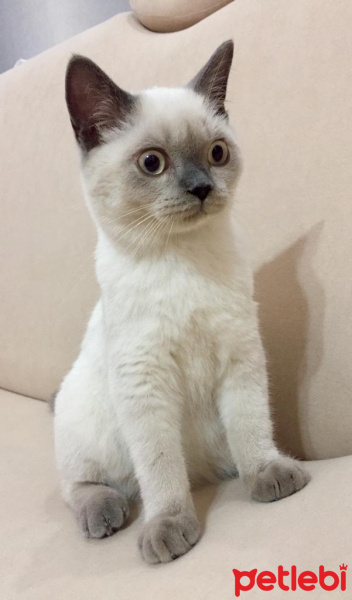 Birman, Kedi  Leo fotoğrafı