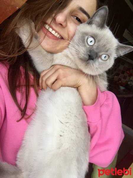 Birman, Kedi  Leo fotoğrafı