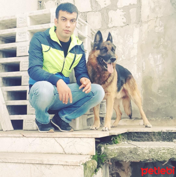 Alman Çoban Köpeği, Köpek  Haydut fotoğrafı