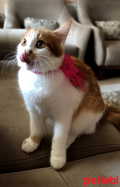 Sarman, Kedi  Venüs fotoğrafı