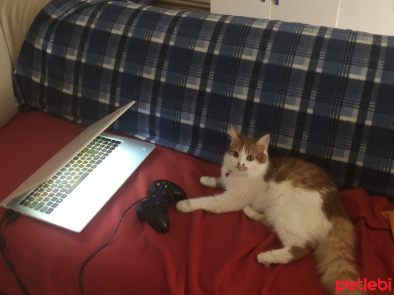 Sarman, Kedi  Venüs fotoğrafı