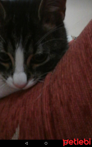 Tekir Kedi, Kedi  Çakır fotoğrafı
