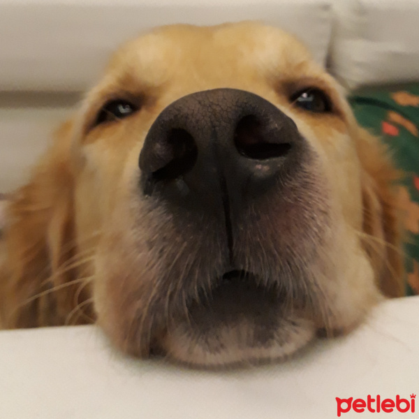 Golden Retriever, Köpek  Tesla fotoğrafı