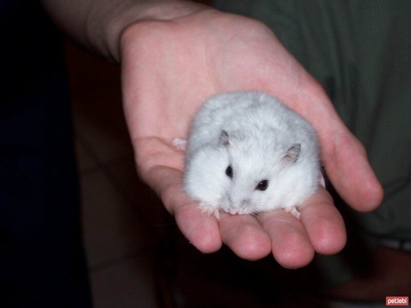 Hamster, Kemirgen  pigster fotoğrafı