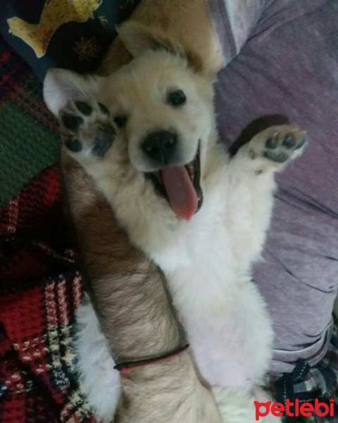 Golden Retriever, Köpek  Fluffy fotoğrafı