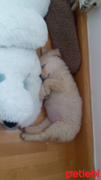 Golden Retriever, Köpek  Fluffy fotoğrafı