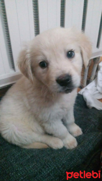 Golden Retriever, Köpek  Fluffy fotoğrafı