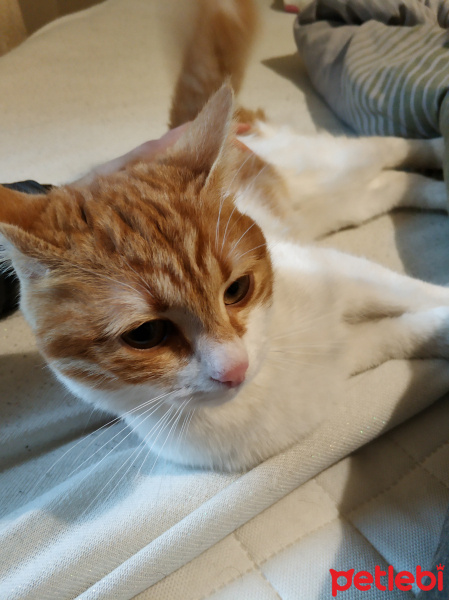 Manx, Kedi  Maya fotoğrafı