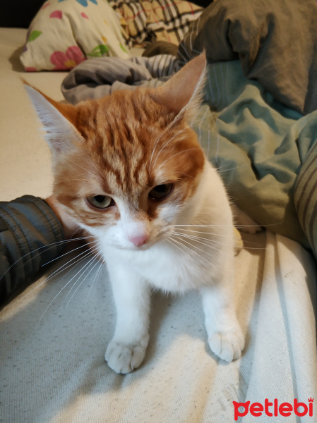 Manx, Kedi  Maya fotoğrafı