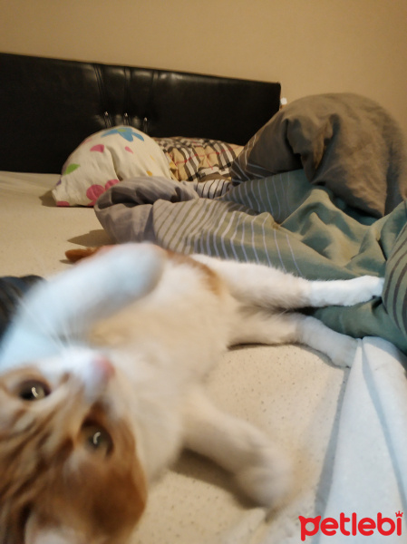 Manx, Kedi  Maya fotoğrafı