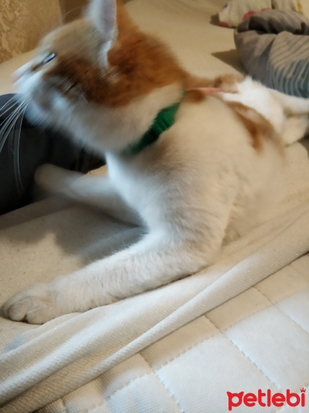 Manx, Kedi  Maya fotoğrafı