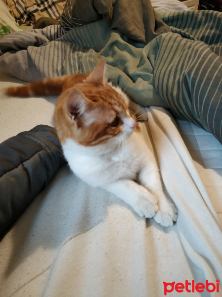 Manx, Kedi  Maya fotoğrafı