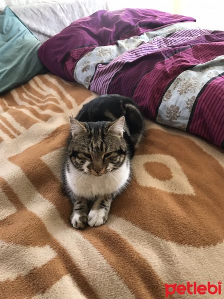 American Shorthair, Kedi  Hüsnü fotoğrafı