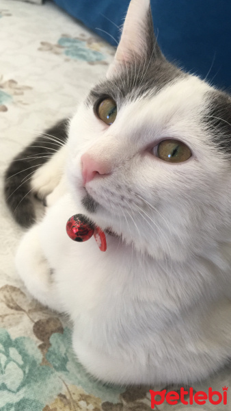 Tekir Kedi, Kedi  Osman fotoğrafı