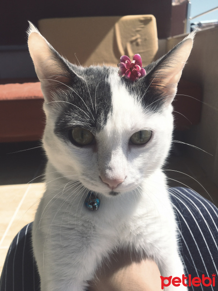 Tekir Kedi, Kedi  Osman fotoğrafı