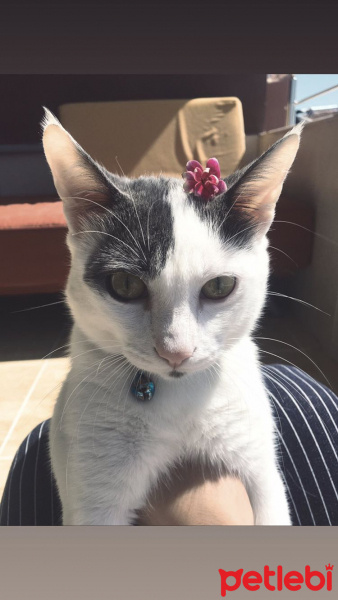 Tekir Kedi, Kedi  Osman fotoğrafı