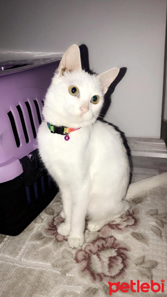 Ankara Kedisi, Kedi  Mişa fotoğrafı