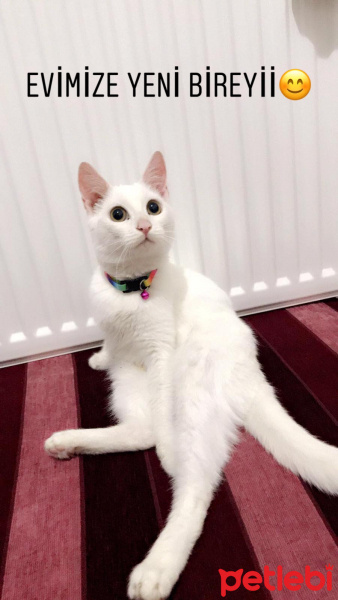 Ankara Kedisi, Kedi  Mişa fotoğrafı