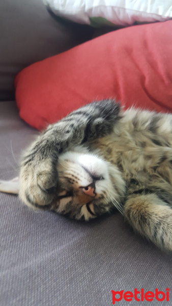 Tekir Kedi, Kedi  LEO fotoğrafı