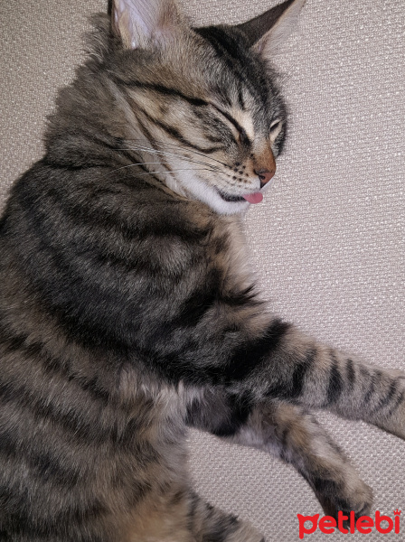 Tekir Kedi, Kedi  LEO fotoğrafı