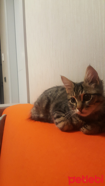 Tekir Kedi, Kedi  LEO fotoğrafı