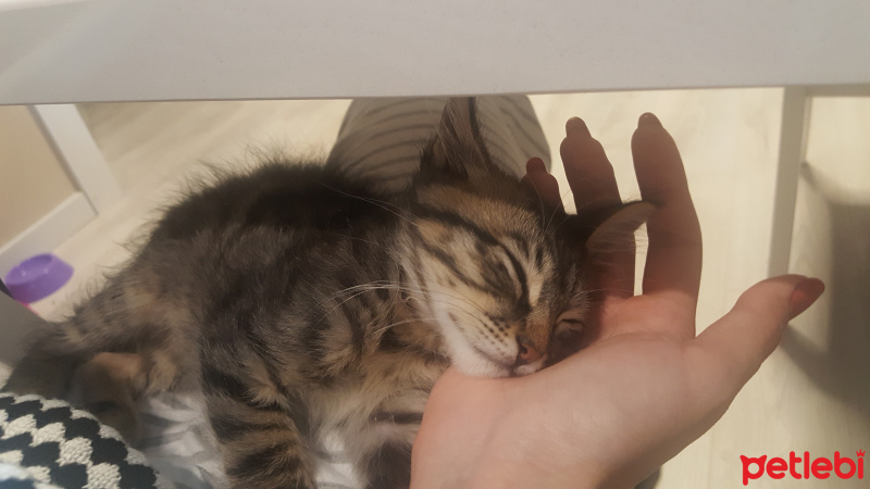 Tekir Kedi, Kedi  LEO fotoğrafı