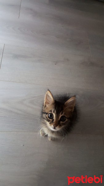 Tekir Kedi, Kedi  LEO fotoğrafı