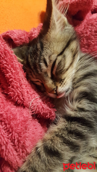 Tekir Kedi, Kedi  LEO fotoğrafı