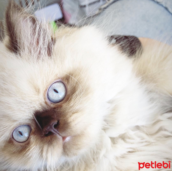 İran Kedisi (Persian), Kedi  Billy Melo fotoğrafı