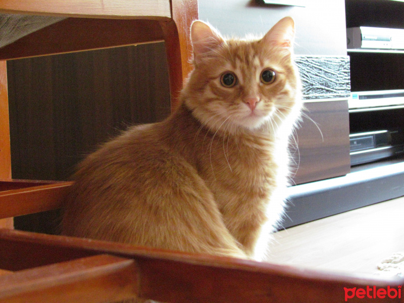 Sarman, Kedi  Fıstık fotoğrafı