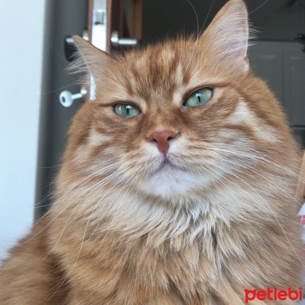 Sarman, Kedi  Fıstık fotoğrafı