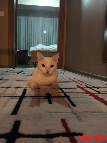 Tekir Kedi, Kedi  Jelibon fotoğrafı