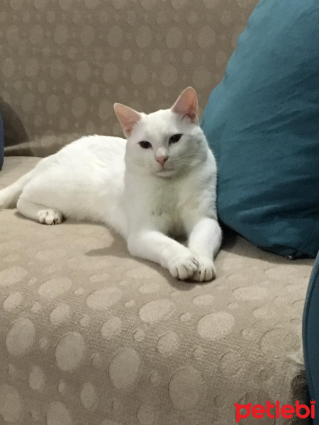 Tekir Kedi, Kedi  Jelibon fotoğrafı