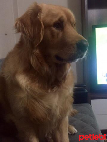 Golden Retriever, Köpek  Sezar fotoğrafı