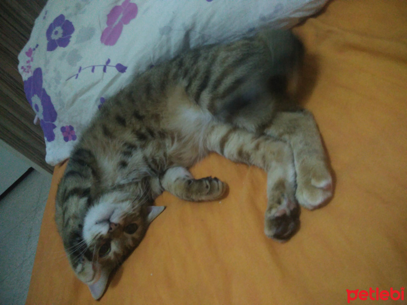 Tekir Kedi, Kedi  Kahve fotoğrafı
